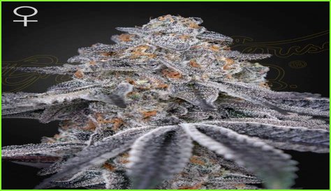 Dosidos x Holy Punch Genetics